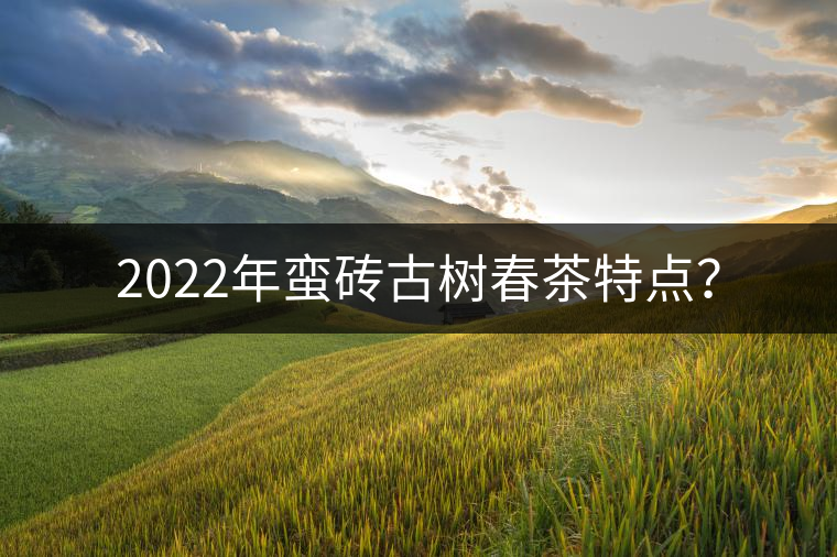2022年蠻磚古樹春茶特點？