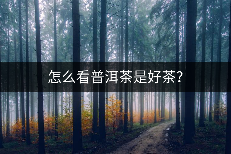 怎么看普洱茶是好茶？
