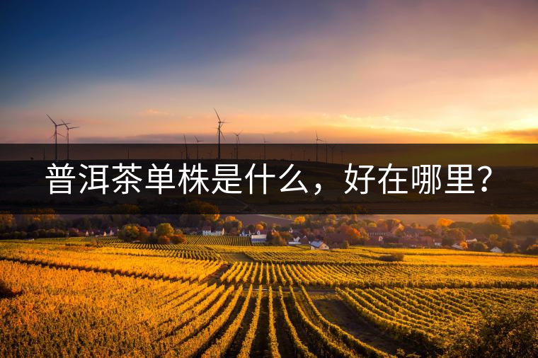 普洱茶單株是什么，好在哪里？