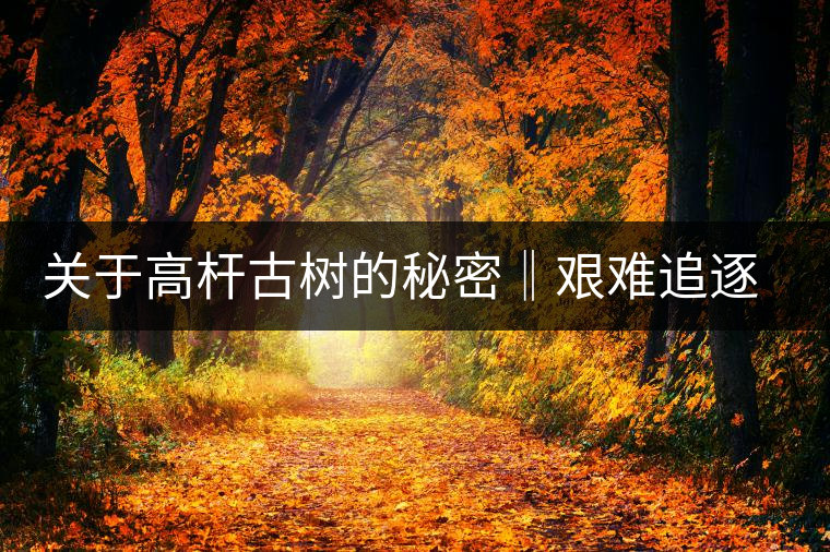 關于高桿古樹的秘密‖艱難追逐高桿古樹茶的普洱茶人 關于高桿古樹的秘密‖艱難追逐高桿古樹茶的普洱茶人