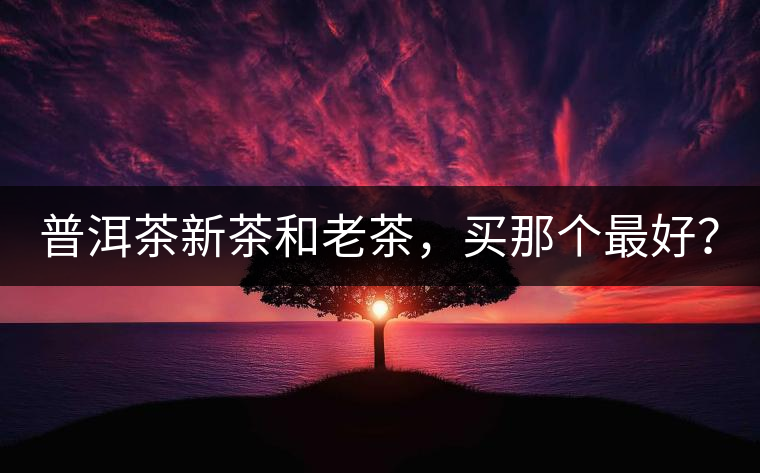 普洱茶新茶和老茶，買那個最好？