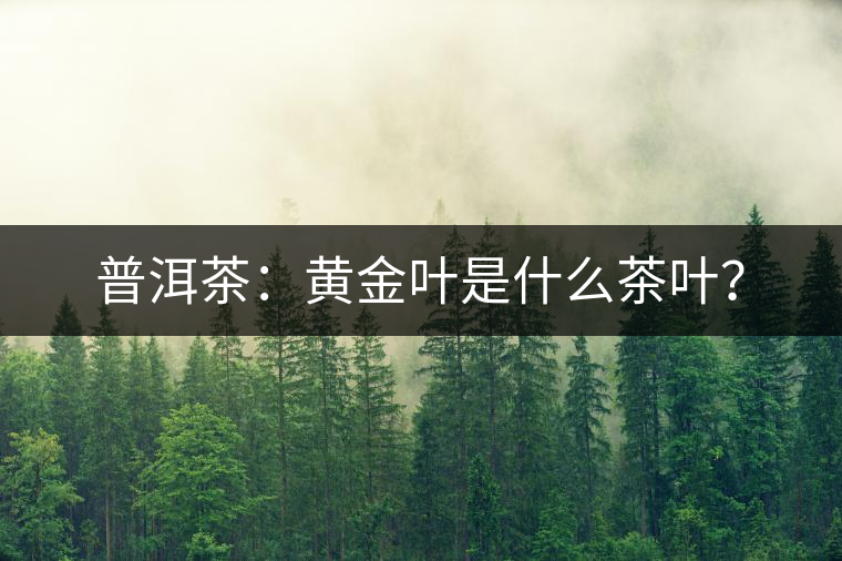 普洱茶：黃金葉是什么茶葉？