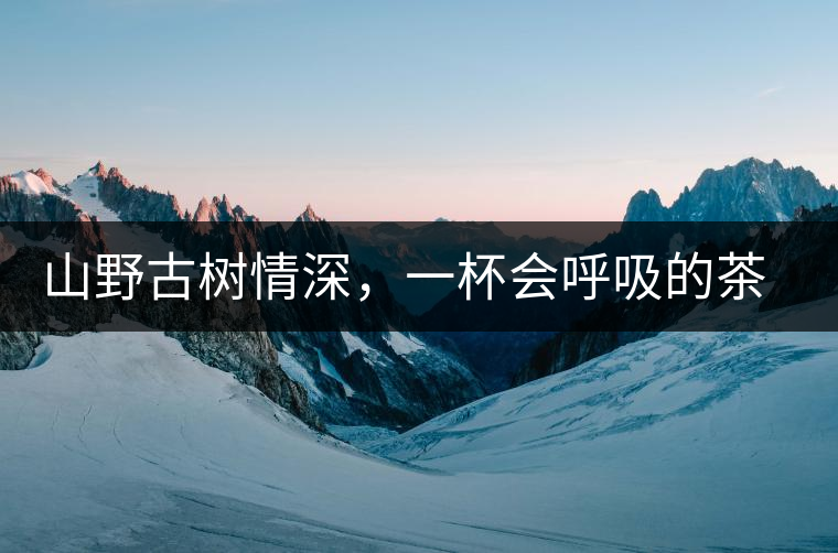 山野古樹情深，一杯會(huì)呼吸的茶滋味