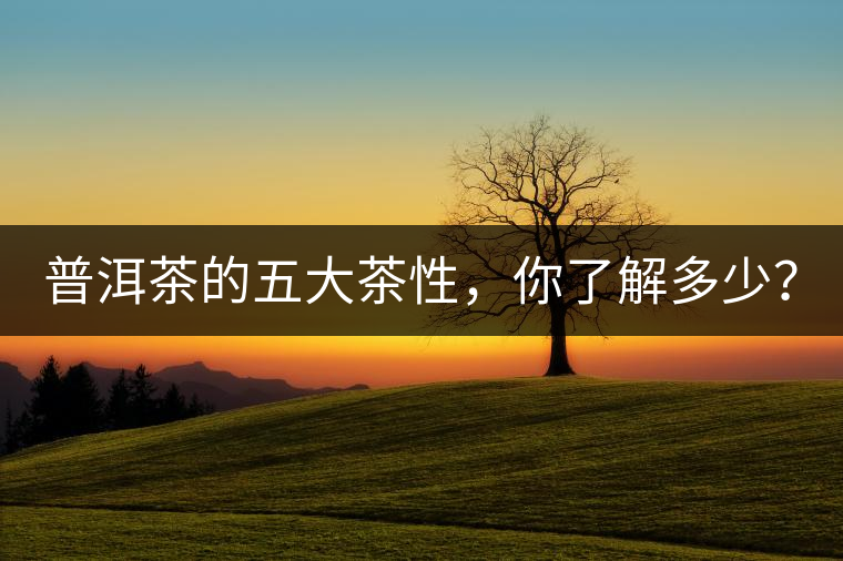 普洱茶的五大茶性，你了解多少？