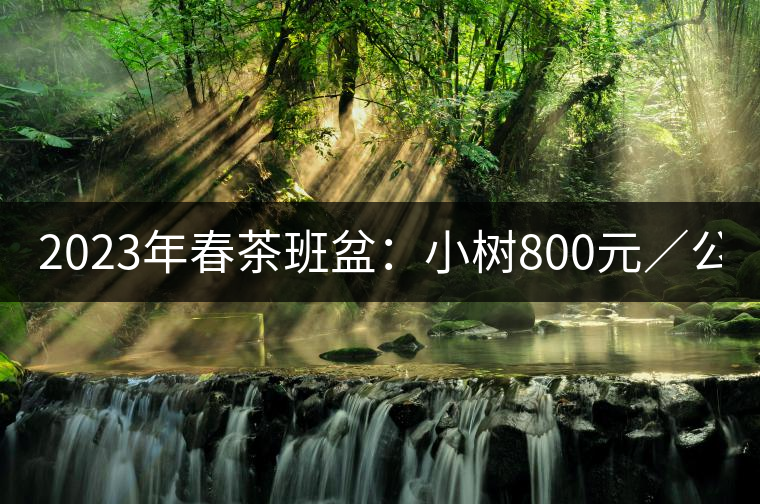 2023年春茶班盆：小樹800元／公斤，古樹1600-2200元／公斤