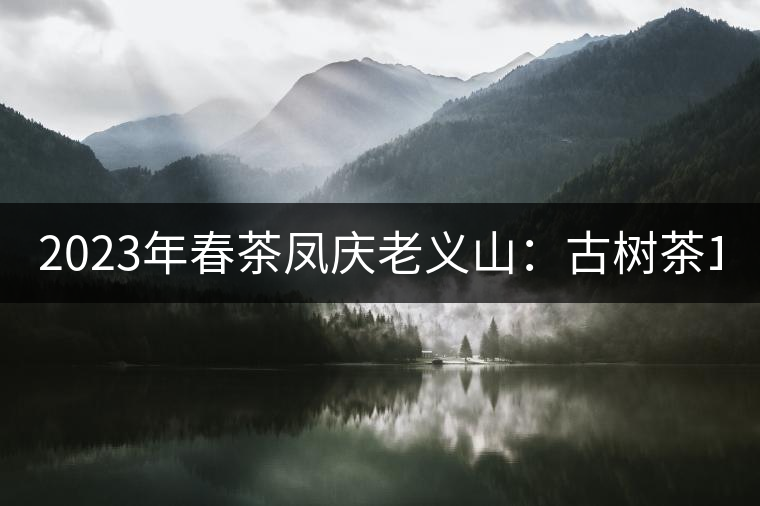 2023年春茶鳳慶老義山：古樹(shù)茶1600-2000元／公斤