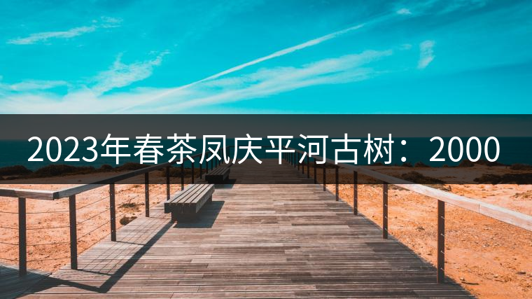 2023年春茶鳳慶平河古樹：2000-2500／公斤