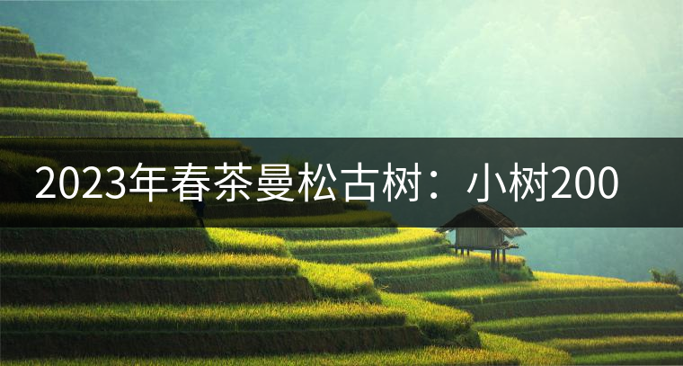 2023年春茶曼松古樹：小樹2000元／公斤，古樹：40000元／公斤