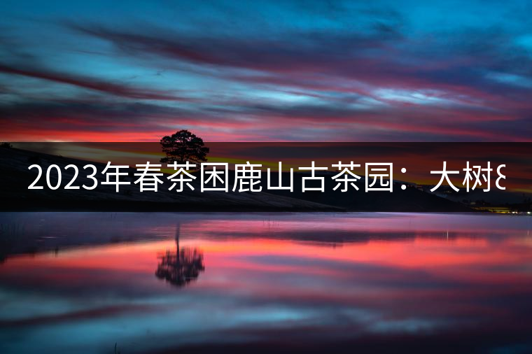 2023年春茶困鹿山古茶園：大樹8000-12000元／公斤，周邊小樹200-300元／公斤