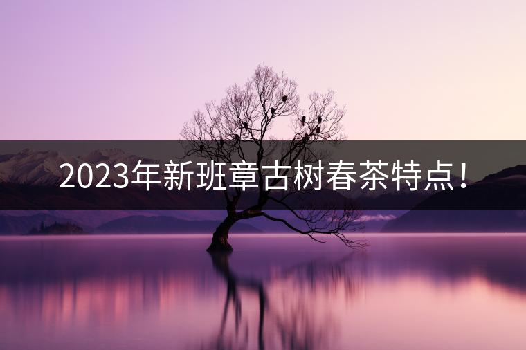 2023年新班章古樹春茶特點(diǎn)！