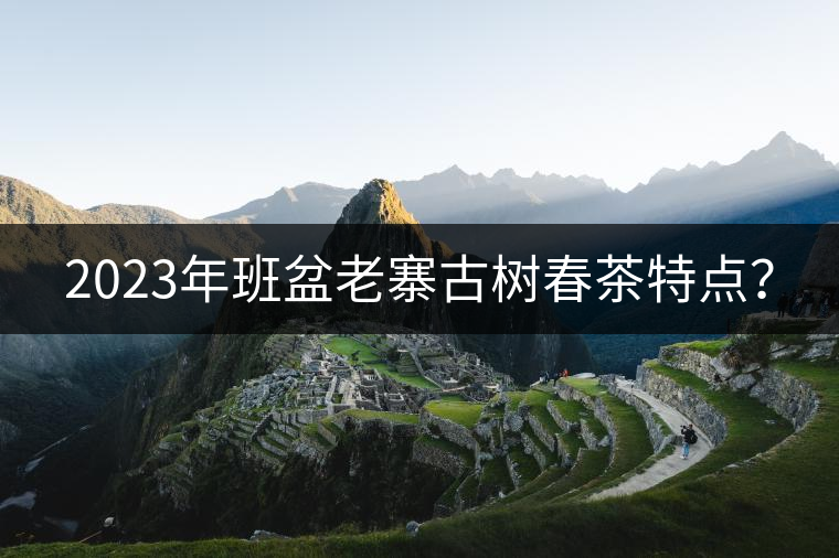 2023年班盆老寨古樹春茶特點(diǎn)？