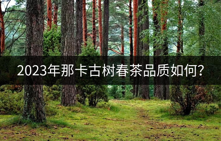 2023年那卡古樹春茶品質(zhì)如何？