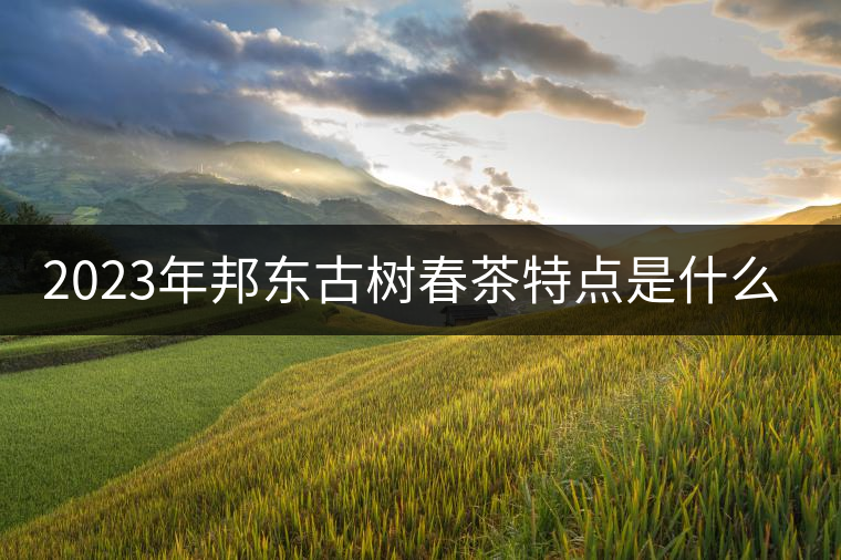 2023年邦東古樹春茶特點是什么？