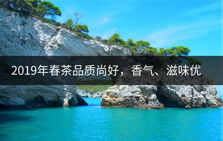 2019年春茶品質尚好，香氣、滋味優(yōu)于去年