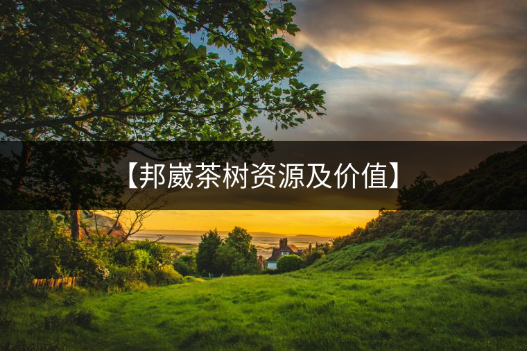 【邦崴茶樹(shù)資源及價(jià)值】