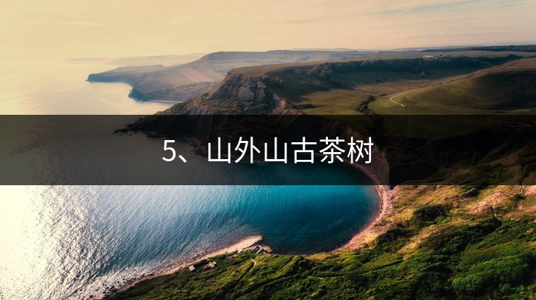 5、山外山古茶樹