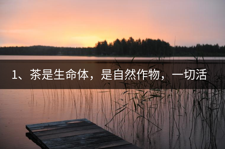 1、茶是生命體，是自然作物，一切活動(dòng)受自然規(guī)律影響。