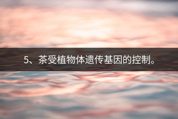 5、茶受植物體遺傳基因的控制。
