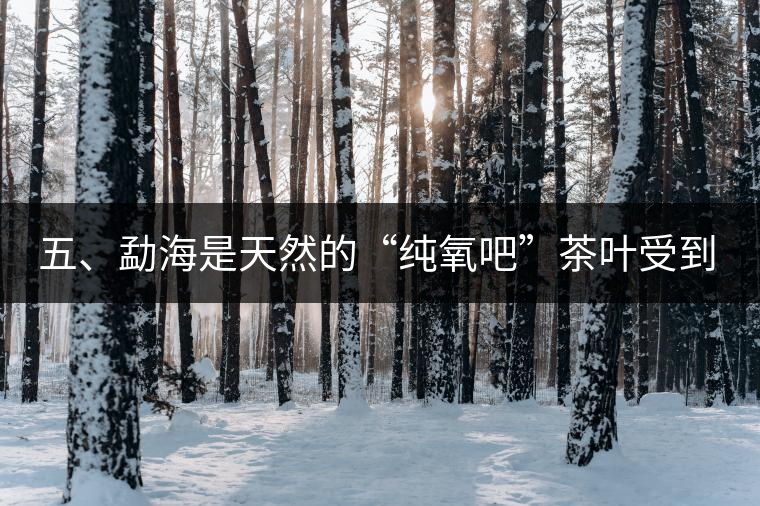 五、勐海是天然的“純氧吧”茶葉受到很好的潤澤