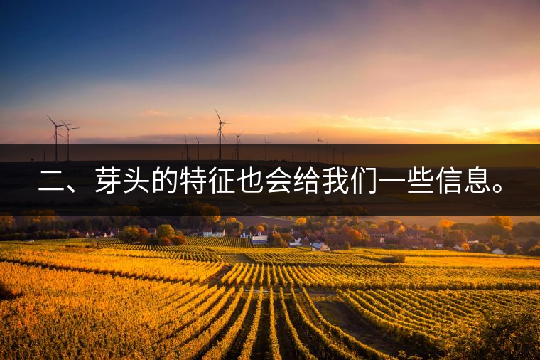 二、芽頭的特征也會給我們一些信息。