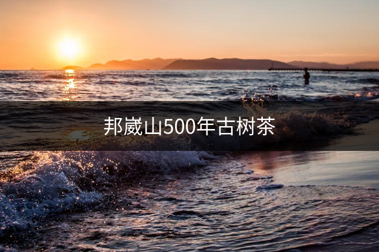 邦崴山500年古樹茶