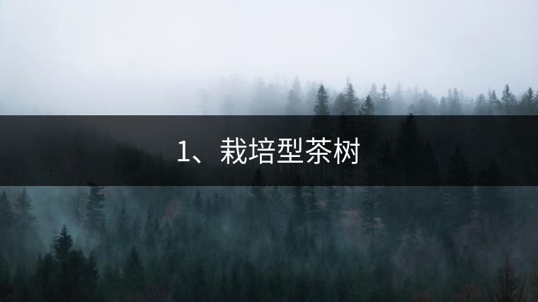 1、栽培型茶樹