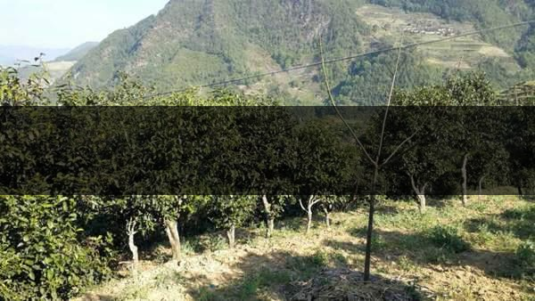 云南省景東縣茶業(yè)概況簡述（第三章）