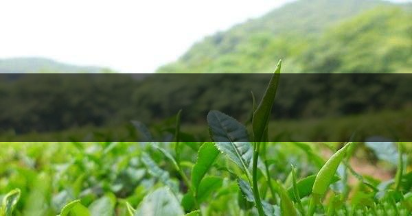 云南省騰沖市茶業(yè)概況簡(jiǎn)述