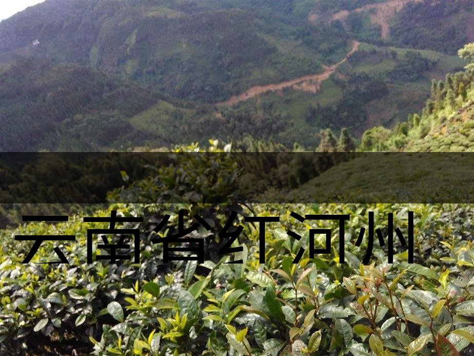 云南省紅河州茶業(yè)概況簡述(上集) 云南省紅河州茶業(yè)概況簡述(上集)