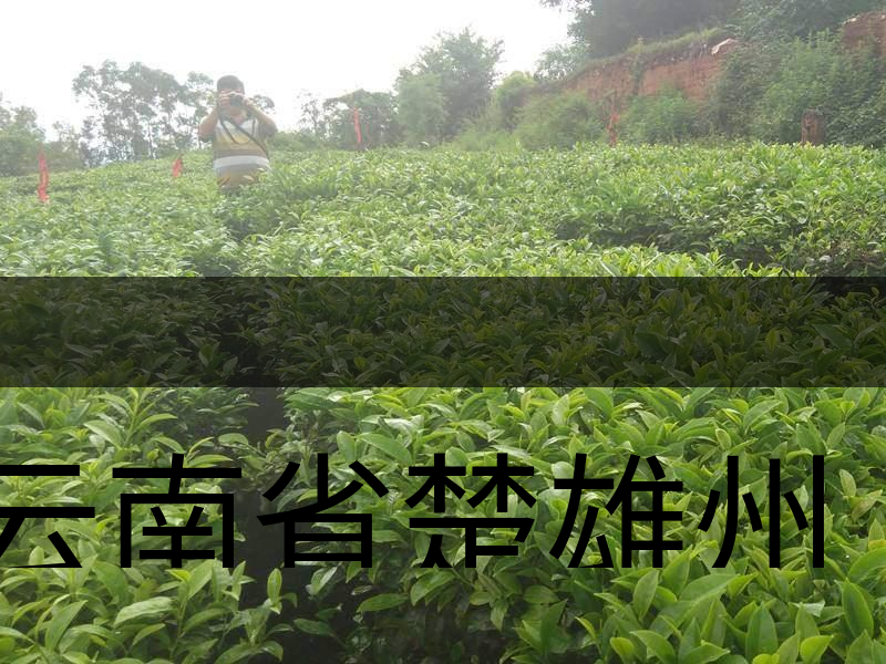 云南省楚雄州牟定縣茶業(yè)概況簡述 云南省楚雄州牟定縣茶業(yè)概況簡述