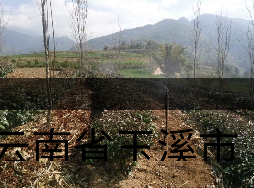 云南省玉溪市新平縣茶業(yè)概況簡(jiǎn)述