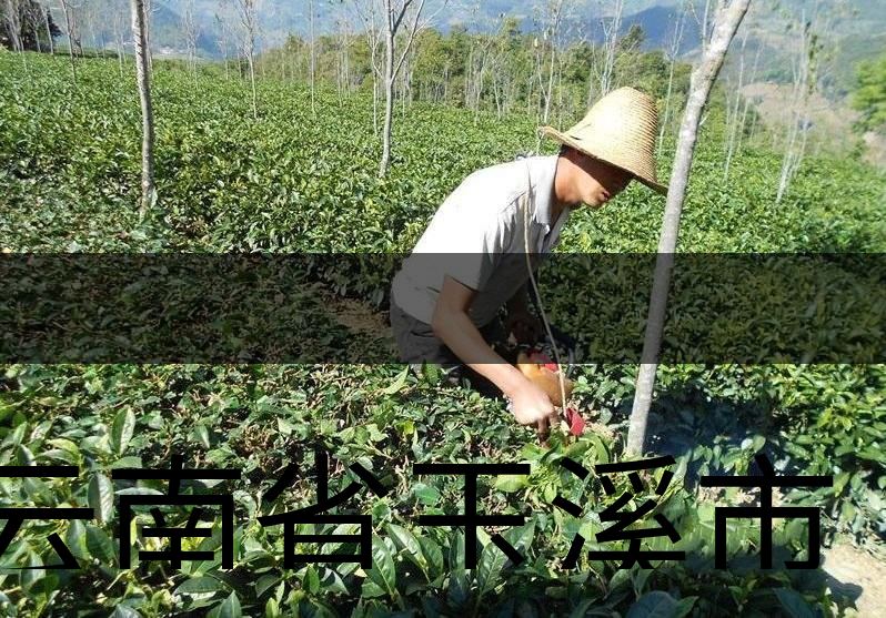云南省玉溪市茶業(yè)概況概況簡述
