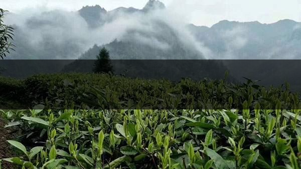 茶葉的甜爽和甘爽各是什么感覺？