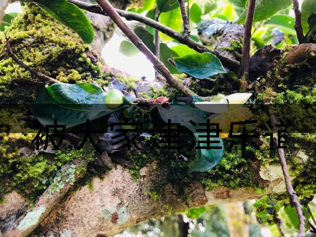 被大家津津樂(lè)道的森林茶，你知道是什么？-4-1