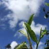學普洱茶,必看的一本書
