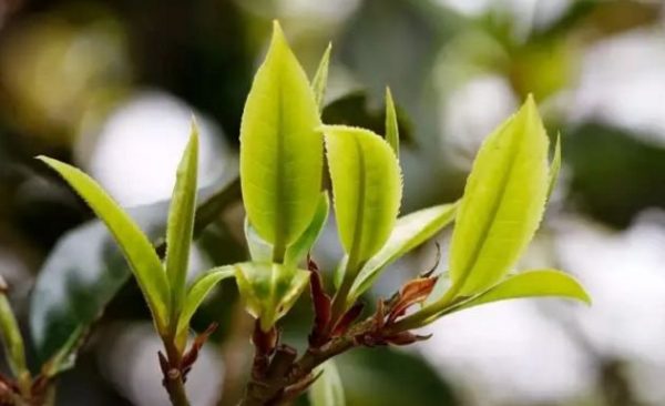 一杯刮風(fēng)寨，邂逅山野之韻