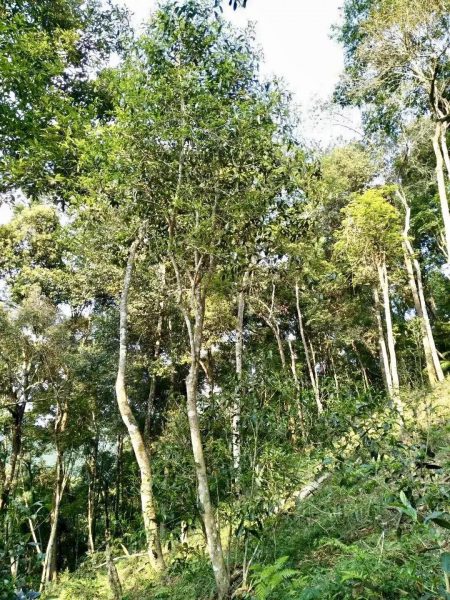 你喝不出來的“高桿古樹”或許就是一個偽概念、偽命題