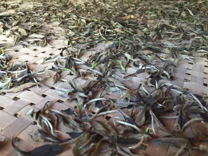 2020年普洱春茶的故事你想好了嗎？