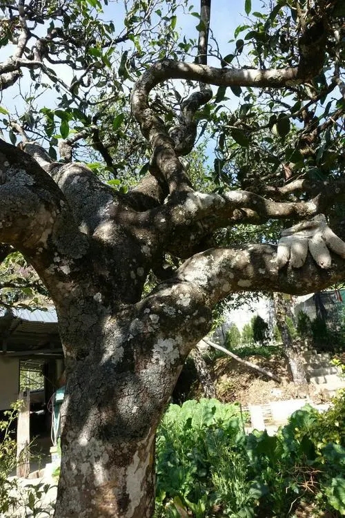 2021年冰島秋茶為何也受喜愛？