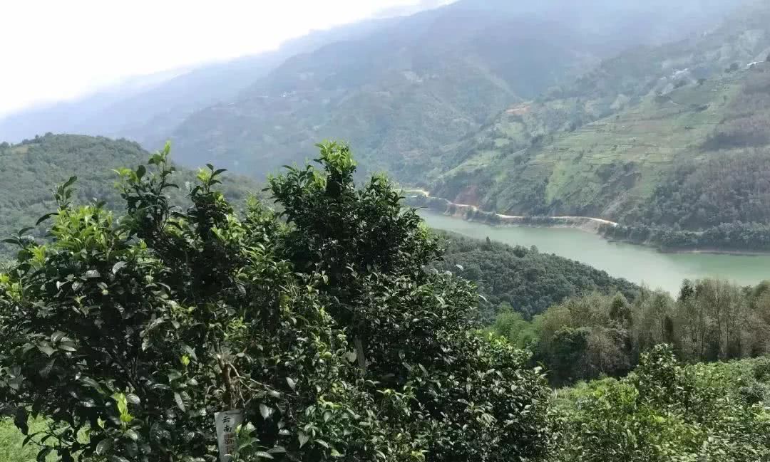 2021年單論茶氣，冰島也不如它-磨烈古樹秋