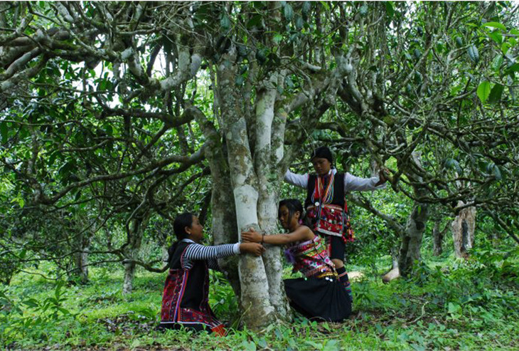 2021年大戶賽古樹秋茶品鑒！