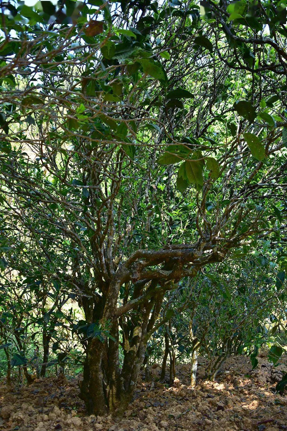 2021年正氣塘古樹秋茶口感是什么？