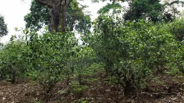 2021年冰島糯伍古樹秋茶多少錢一公斤？