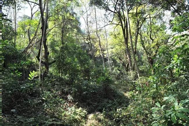 2021年老班章古樹秋茶特點(diǎn)？