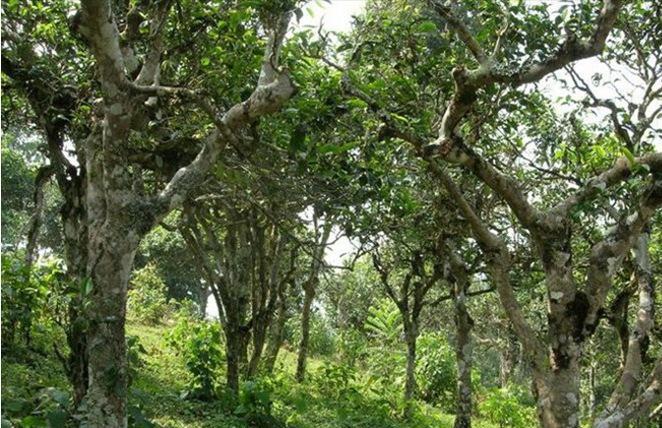 2021年新班章古樹秋茶多少錢一公斤？