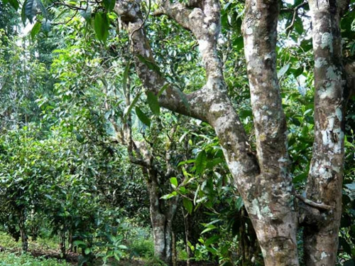 2021老曼峨古樹秋茶多少錢一公斤？