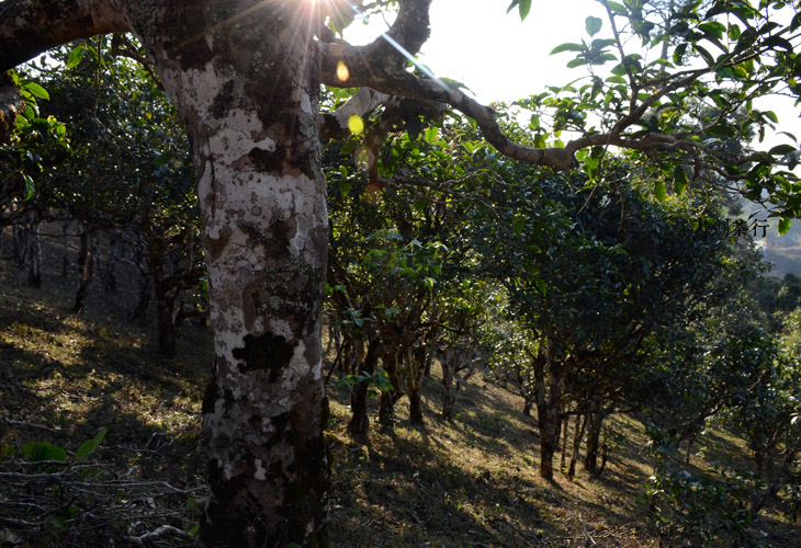 2021年布朗山班盆古樹(shù)秋茶特點(diǎn)?