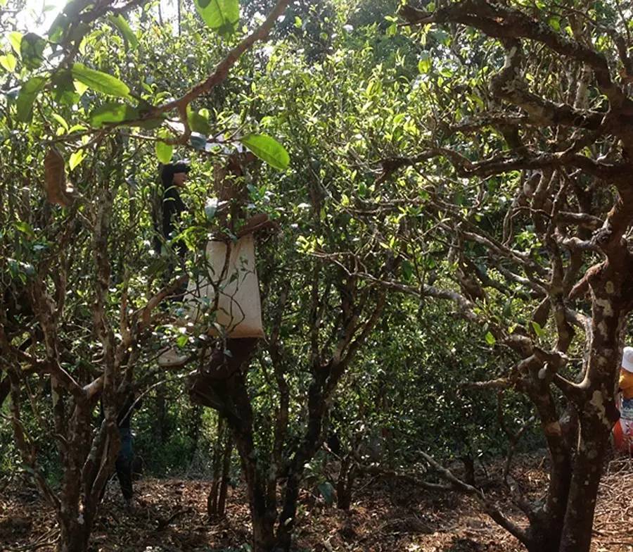 2021年布朗山班盆古樹秋茶品鑒！