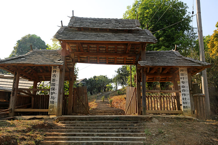 2021年賀開古樹秋茶特點？