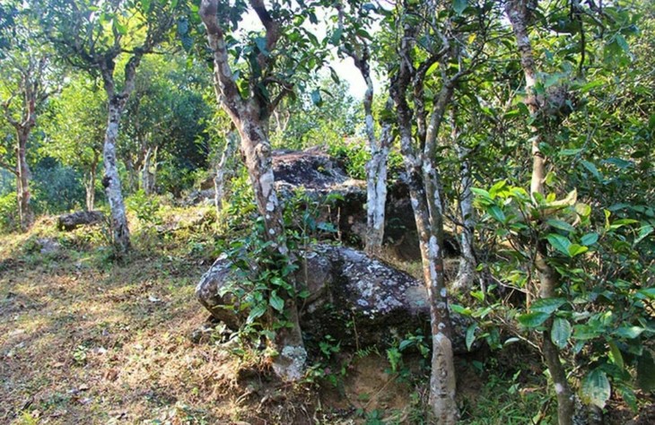 2021年勐宋那卡古樹秋茶特點(diǎn)？